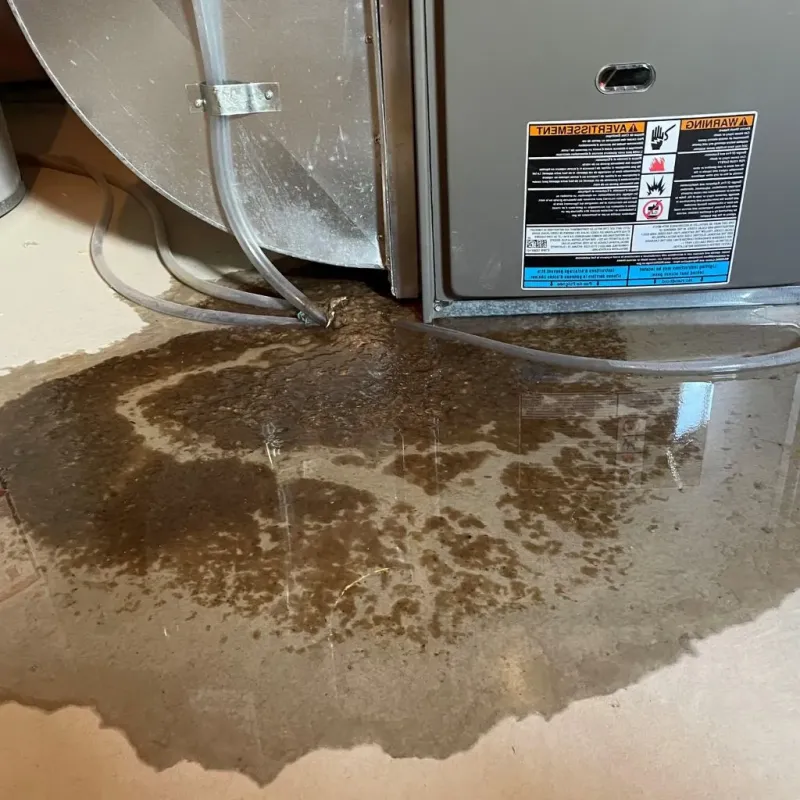 Pipe Burst and Leak Restoration in Zephyrhills West, FL