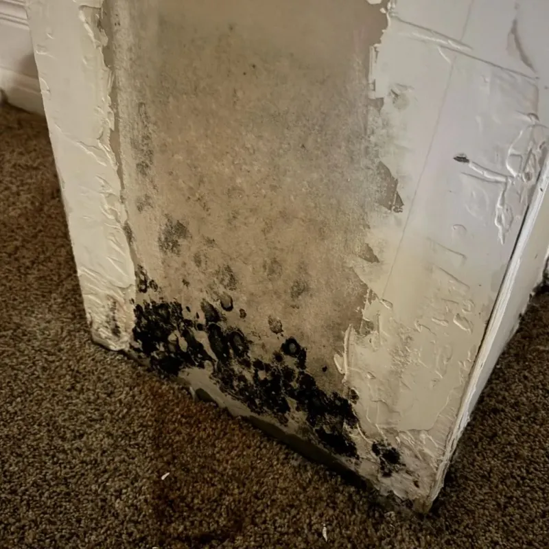 Professional Mold Removal in Zephyrhills West, FL